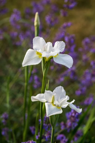 White Iris flowers macro on natural green background. Beautiful iris blossom. Blooming summer garden. — Stock Photo, Image