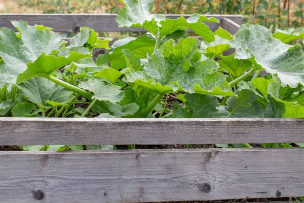 Las plantas crecen en camas altas en el jardín . —  Fotos de Stock