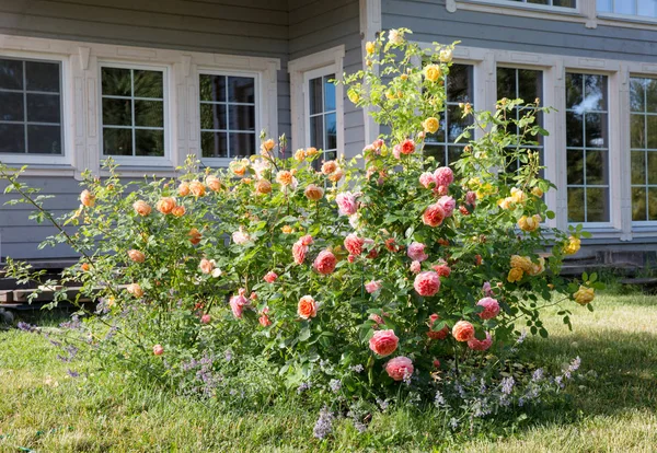 Rosen und Kräutergarten vor einem Landhaus — Stockfoto