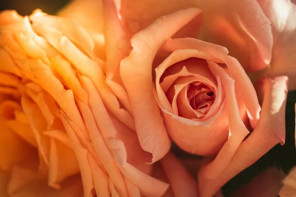 Primer plano de una rosa naranja amarilla que revela sus patrones, texturas y detalles — Foto de Stock