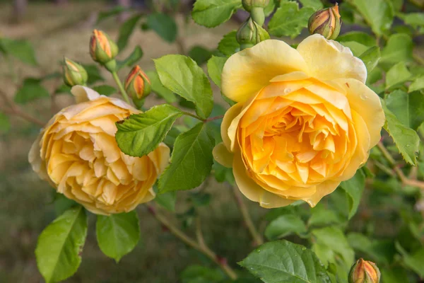 晴れた日に庭でバラ咲く黄色。デビッド オースティン ローズ ゴールデン セレブレーション — ストック写真