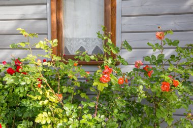 Güzel turuncu ve kırmızı nostaljik bir ahşap evin pencerenin önünde bir bahçe içinde yükseldi. Letonya. Funda Westerland yükseldi. Kordes rosen