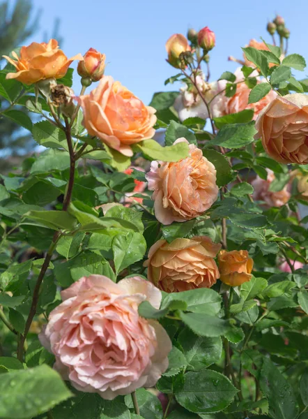 Rosas amarillas florecientes en el jardín en un día soleado. Charles Austin Rose — Foto de Stock