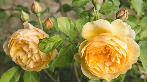 Sarı çiçek açan bahçede güneşli bir günde yükseldi. David Austin Rose altın kutlama