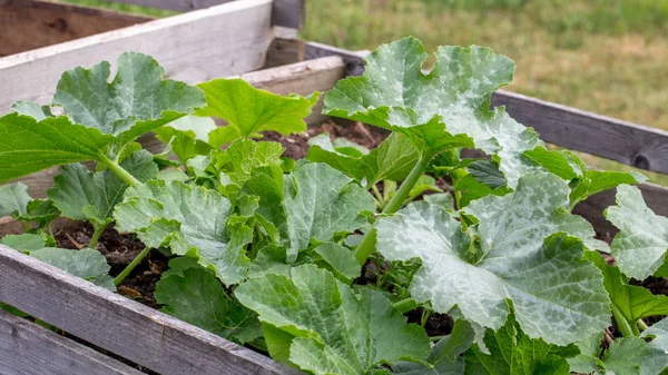 Las plantas crecen en camas altas en el jardín . —  Fotos de Stock