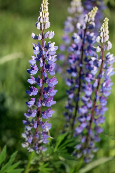 Violet lupines flowering in the meadow — Stock Photo, Image