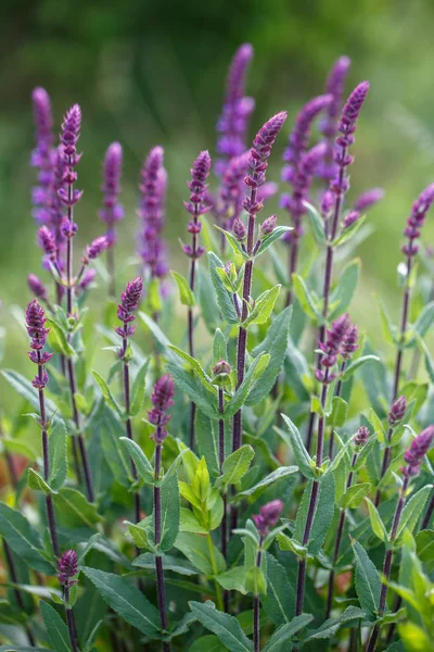 Salvia Nemorosa Caradonna Balkan Clary 'nin Köy Bahçesi' nde romantik bir kır tarzında geçmişi veya dokusu. — Stok fotoğraf