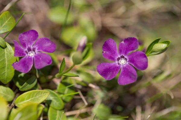 Vinca minor common names lesser periwinkle, dwarf periwinkle, small periwinkle, common periwinkle is a species of flowering plant native to central and southern Europe. — Stock Photo, Image