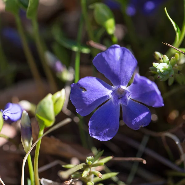 Vinca minor common names lesser periwinkle, dwarf periwinkle, small periwinkle, common periwinkle is a species of flowering plant native to central and southern Europe. — Stock Photo, Image