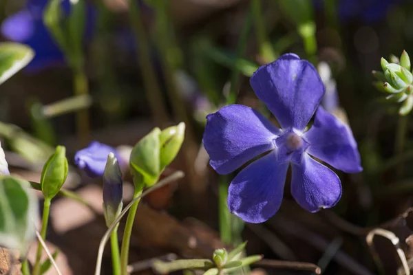 Vinca minor common names lesser periwinkle, dwarf periwinkle, small periwinkle, common periwinkle is a species of flowering plant native to central and southern Europe. — Stock Photo, Image