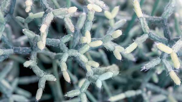 Cactus suculenta Rhipsalis. Arranjo retangular de suculentas, plantas verdes fundo — Fotografia de Stock