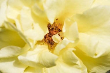 Beyaz bir gül yakın çekim