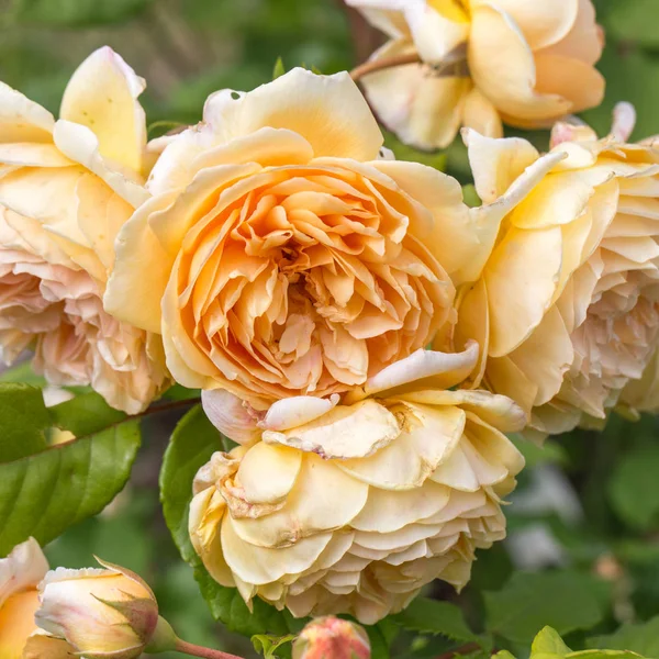 Rosa amarilla floreciente en el jardín en un día soleado. David Austin Rose Celebración de Oro —  Fotos de Stock