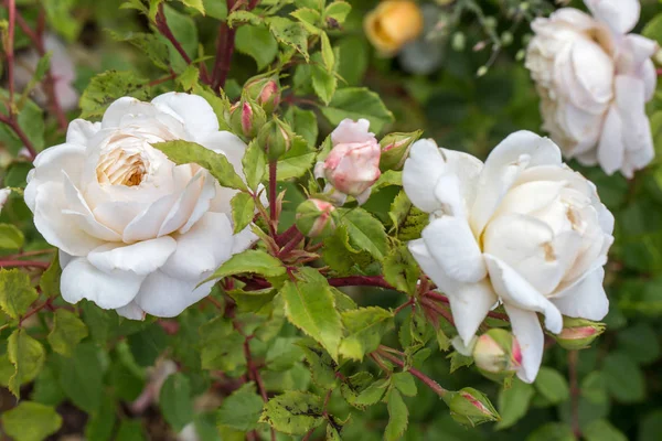 Blooming rose in the garden on a sunny day. David Austin Rose Crocus Rose — Stock Photo, Image