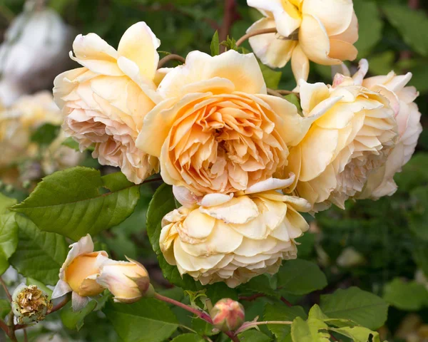 晴れた日に庭でバラ咲く黄色。デビッド オースティン ローズ ゴールデン セレブレーション — ストック写真