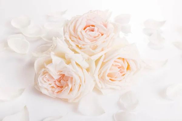 Sweet color fabric roses in soft style for background — Stock Photo, Image