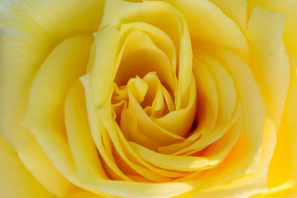 Primer plano de una rosa amarilla que revela sus patrones, texturas y detalles — Foto de Stock