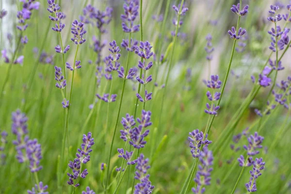 ラベンダー色の花が咲きます。紫色のフィールドの花背景。柔らかいラベンダー花. — ストック写真
