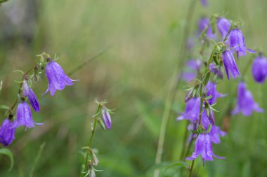 Yabani çiçeklerle dolu güzel bir çayır. Bahar ya da yaz çiçekleri kapanıyor. Sağlık hizmeti konsepti. Kırsal alan. Alternatif tıp. Çevre