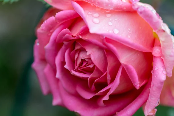 Schöne rosa Rose in einem Garten — Stockfoto