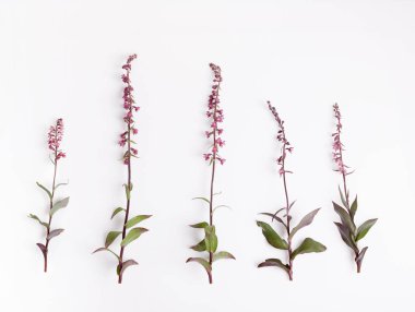 Beyaz izole güzel vahşi orkide çiçek kümesi. Epipactis atrorubens, koyu kırmızı Helleborine veya Royal Helleborine. Botanik kavramı, ek yükü üstten görünüm, düz yatıyordu. Letonya, Kuzey Avrupa