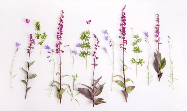 Uppsättning vackra wild orchid blommor, isolerad på vit — Stockfoto