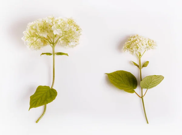 Květ hortenzie izolované na bílém — Stock fotografie