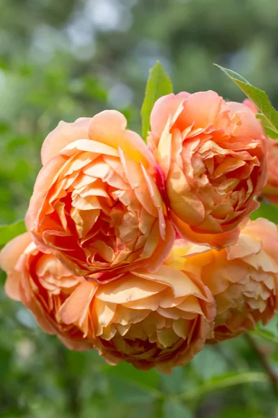 Floreciente naranja Inglés se levantó en el jardín en un día soleado. Rosa Dama de Shalott —  Fotos de Stock