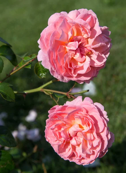 Blooming pink English rose in the garden on a sunny day. Rose Strawberry Hill — Stock Photo, Image
