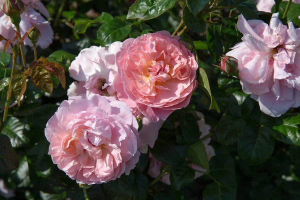 Blommande rosa engelska steg i trädgården på en solig dag. Rose Strawberry Hill — Stockfoto