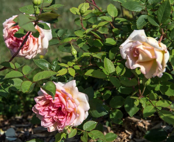 Rozkvetlé anglické růže v zahradě za slunečného dne. — Stock fotografie