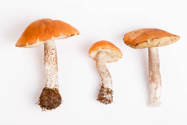 Champignons frais sauvages sur une table en bois rustique. Bolete de bouleau orange. Copyspace. Fond d'automne — Photo