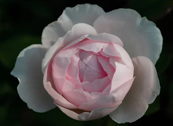 Ανθισμένο τριαντάφυλλο στον κήπο σε μια ηλιόλουστη μέρα. Τριαντάφυλλο Απαλή Ερμιόνη. — Φωτογραφία Αρχείου