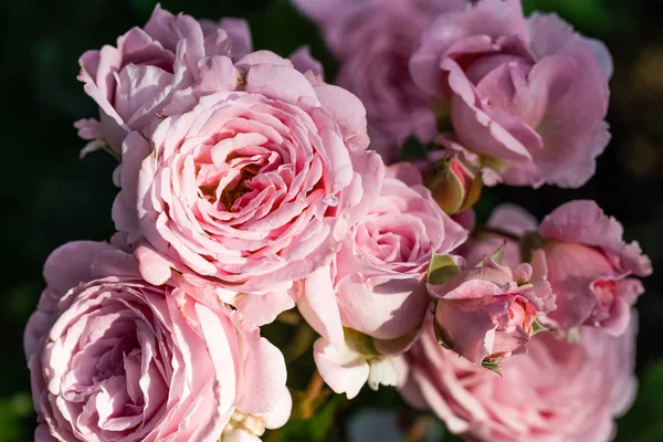 An einem sonnigen Tag blühte es im Garten. Rose Sanfte Hermine. — Stockfoto