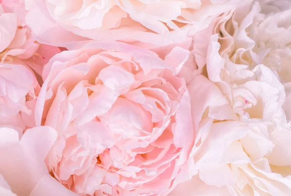 Pétalos de rosa borrosa desenfocados, fondo romántico abstracto, pastel y tarjeta de flores suaves — Foto de Stock