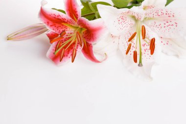 Beyaz arka planda şenlikli çiçek kompozisyonu. Genel Görünüm