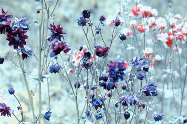 Yabani çiçeklerle dolu güzel bir çayır. Bahar ya da yaz çiçekleri kapanıyor. Sağlık hizmeti konsepti. Kırsal alan. Alternatif tıp. Çevre