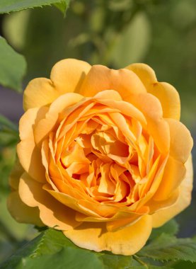 Güneşli bir günde bahçede açan gül.