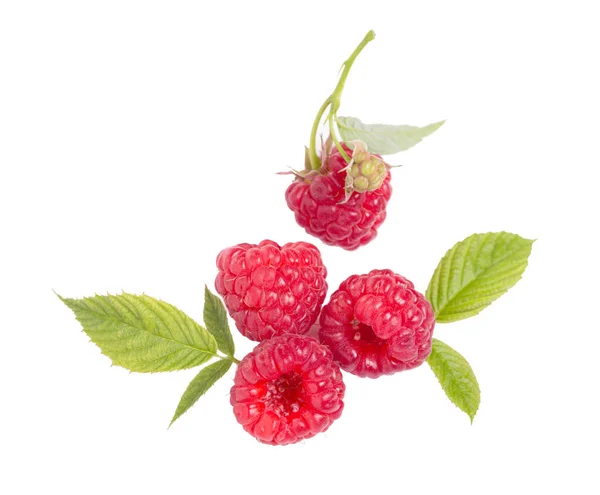 Framboise aux feuilles isolées sur fond blanc. — Photo