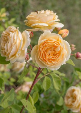 Sarı çiçek açan bahçede güneşli bir günde gül.