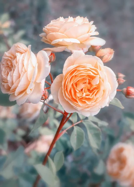 Rose jaune fleurie dans le jardin par une journée ensoleillée . — Photo