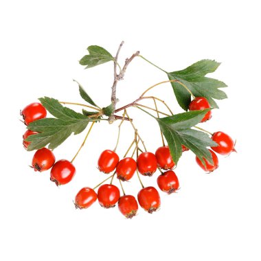 Alıç, Crataegus laevigata. Alıç meyveleri ile yaprakları üzerinde izole beyaz arka plan