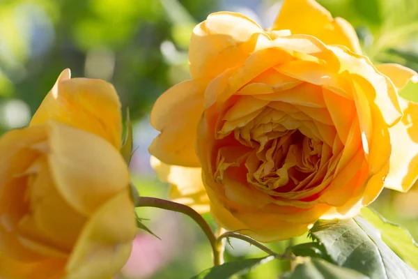 Blooming yellow rose in the garden on a sunny day. — Stock Photo, Image