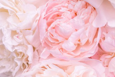 Odaklanmamış gül yaprakları, soyut aşk geçmişi, pastel ve yumuşak çiçek kartı.