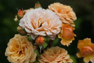 Sarı çiçek açan bahçede güneşli bir günde gül.