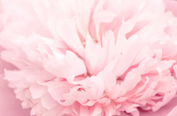 Pétalos de rosa borrosa desenfocados, fondo romántico abstracto, pastel y tarjeta de flores suaves — Foto de Stock