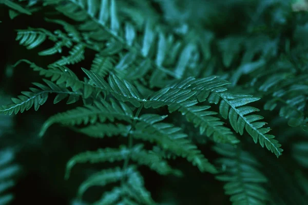 森の中の自然の緑シダをクローズ アップ — ストック写真