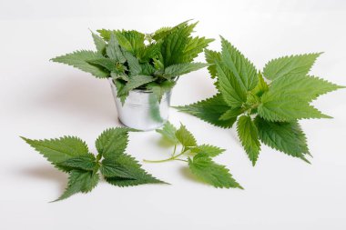 Yaygın ya da İğneli Nettle, Urtica dioica, küçük bitki makrosu, seçici odak, sığ DOF.
