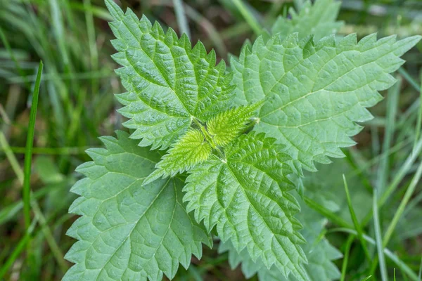 Common or Stinging Nettle, Urtica dioica, small plant macro, selective focus, shallow DOF. — Stock Photo, Image