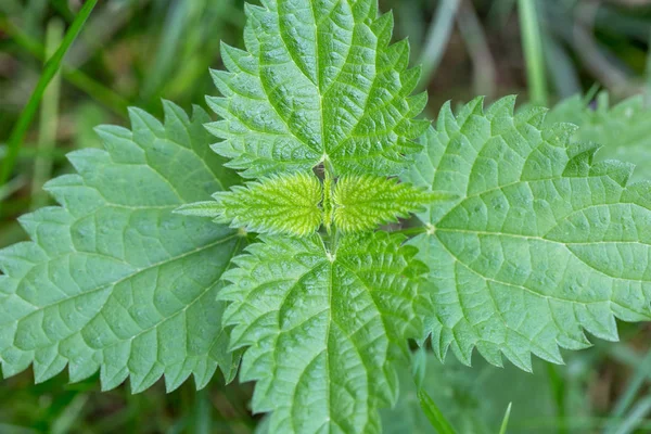 Common or Stinging Nettle, Urtica dioica, small plant macro, selective focus, shallow DOF. — Stock Photo, Image